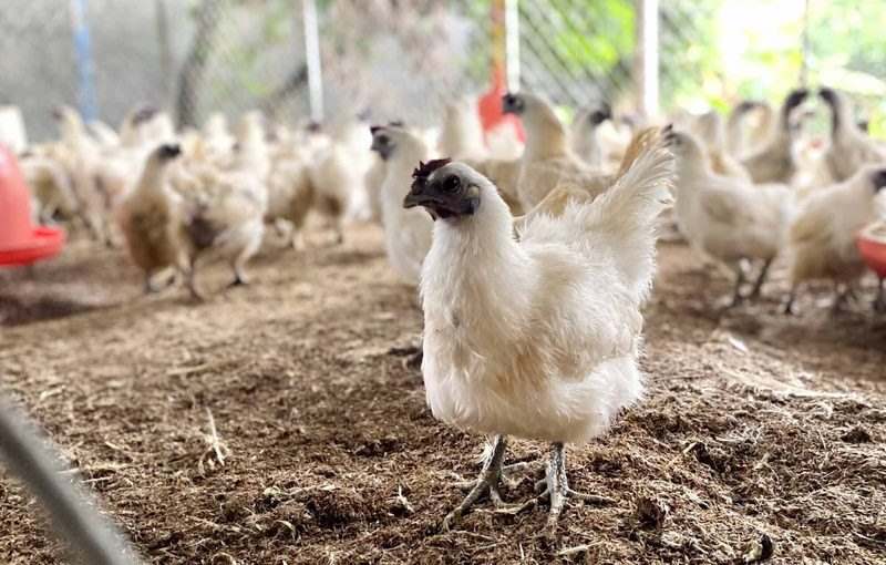 Giống gà thường có lông màu đen hoặc trắng