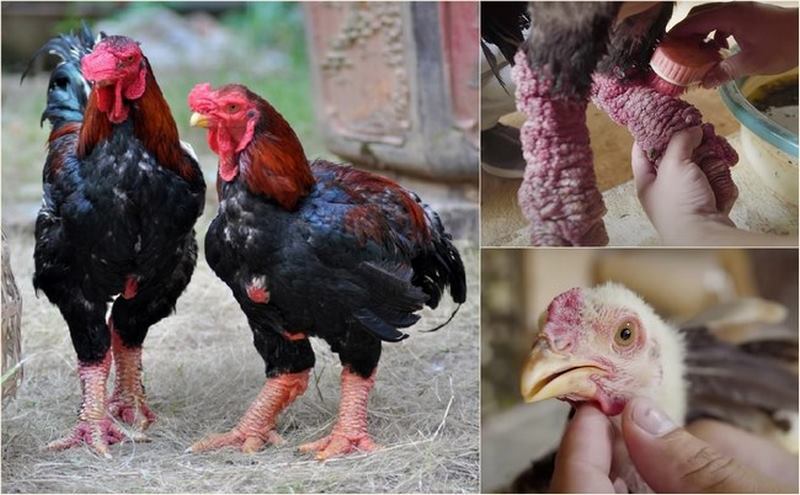 Giống gà với đặc điểm chân gà to vượt trội