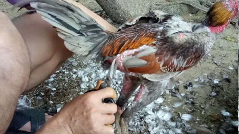 Hướng dẫn chi tiết cách cắt lông gà chọi đẹp