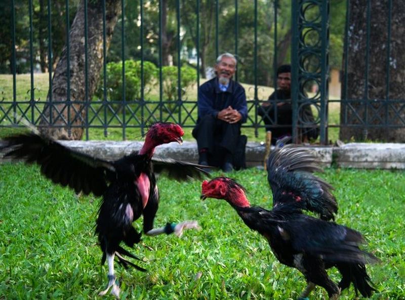 Thế chọi đột ngột (Sudden Strike)
