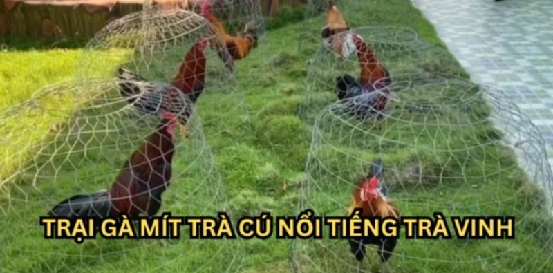 Trại gà quy mô lớn tại Trà Vinh