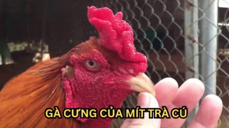 Điểm mặt những chiến kê nổi bật Mít Trà Cú sở hữu