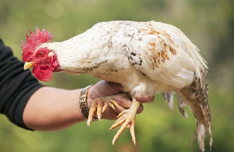 Tìm hiểu nguồn gốc, xuất xứ của giống gà 9 cựa