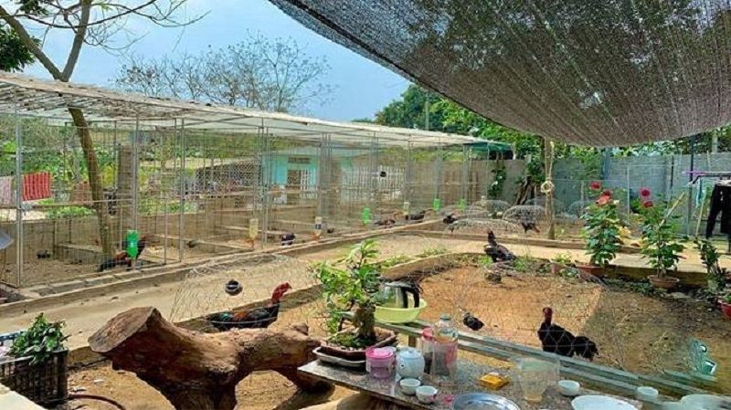 Được mệnh danh là “ông vua gà nòi” ở Việt Nam