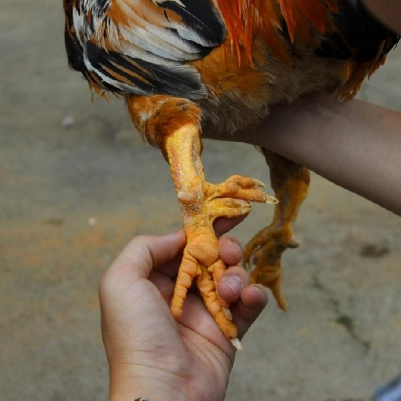 Số lượng và hình dáng cựa