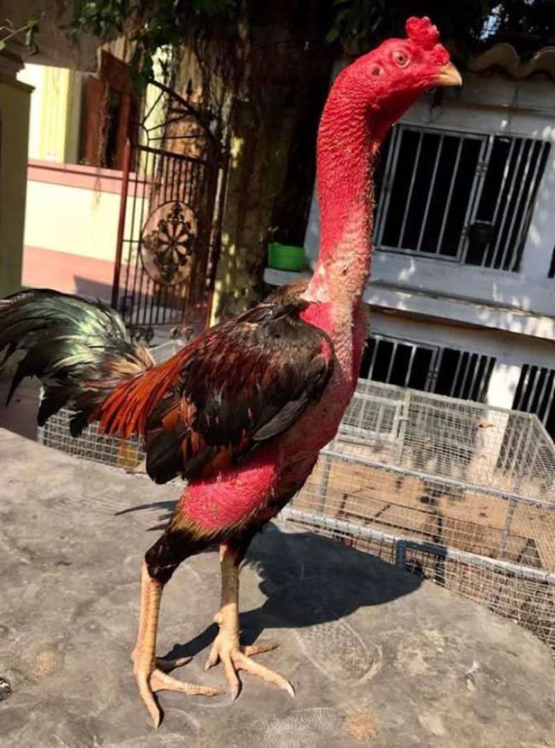 Tìm hiểu tổng quan về thần kê trong chọi gà