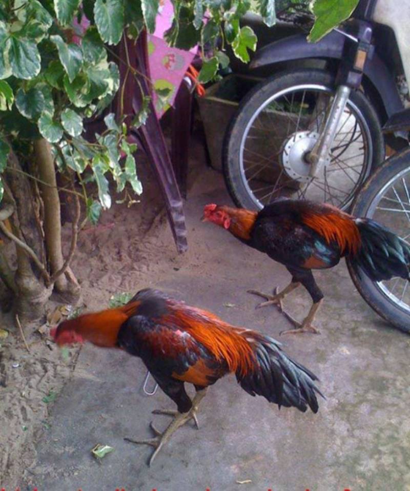 Tỷ lệ chiến thắng cao