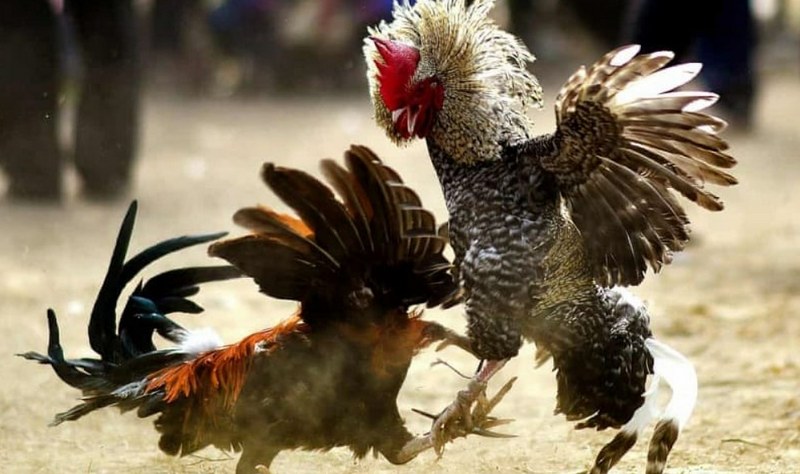 Thế chọi chói lọi (Blinding Stance)