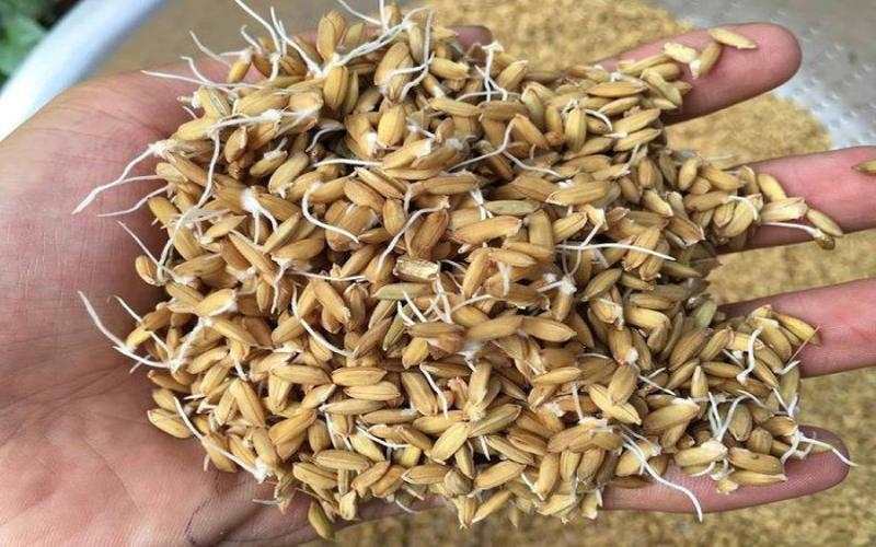 Tìm hiểu tầm quan trọng của thức ăn cho gà đối với chiến kê