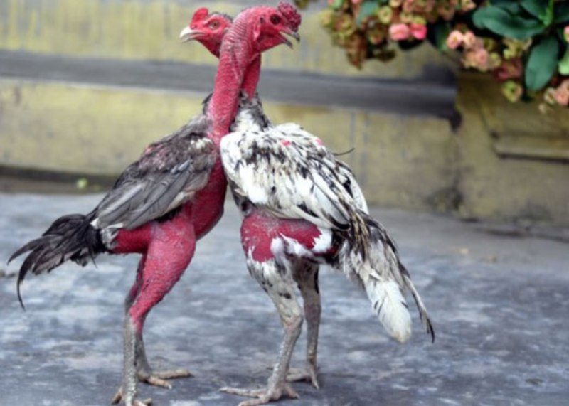 Lợi ích khi sử dụng Thuốc Tăng Trưởng Cho Gà