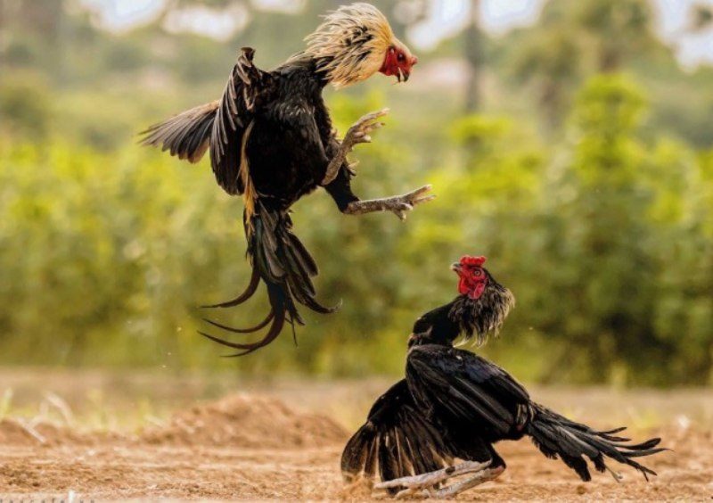 Các loại thuốc tăng trưởng nổi tiếng