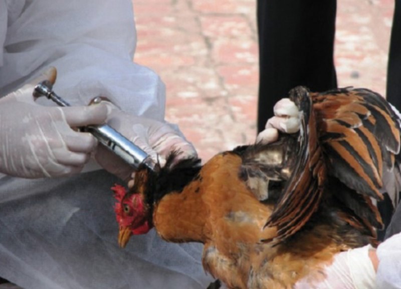 Thuốc chắc xương giúp gà tăng cơ