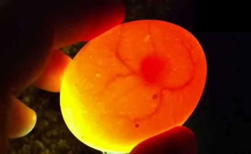 Trứng gà chọi thường được kiểm tra và lựa chọn ngay từ khi còn là phôi