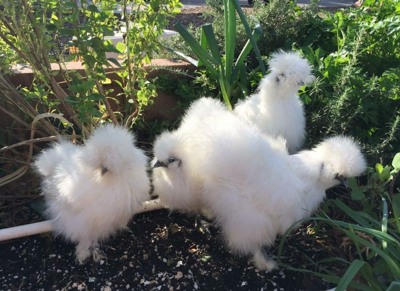 Tuổi Thọ Của Gà Bao Nhiêu Năm? Đặc Điểm, Cách Nuôi