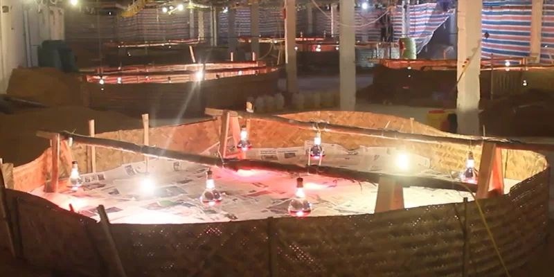 Có thể dùng tre, nứa để quây úm gà con