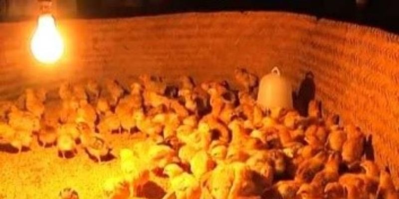 Đảm bảo nhiệt độ sao cho phù hợp nhất