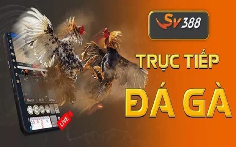 Út Tráng là người sáng lập ra trang website đá gà SV388