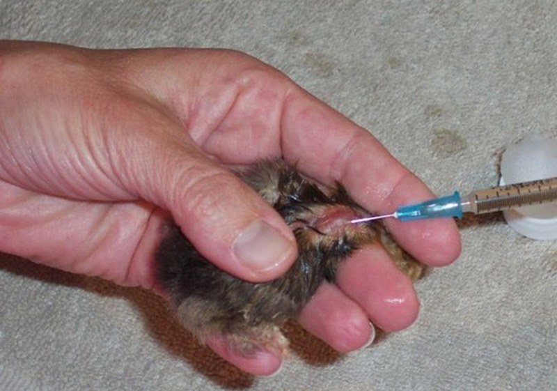 Cập nhật lịch tiêm vacxin cho gà chọi