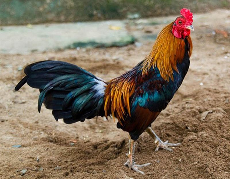 Các nguyên khi tắc tiêm vacxin trong quá trình nuôi gà