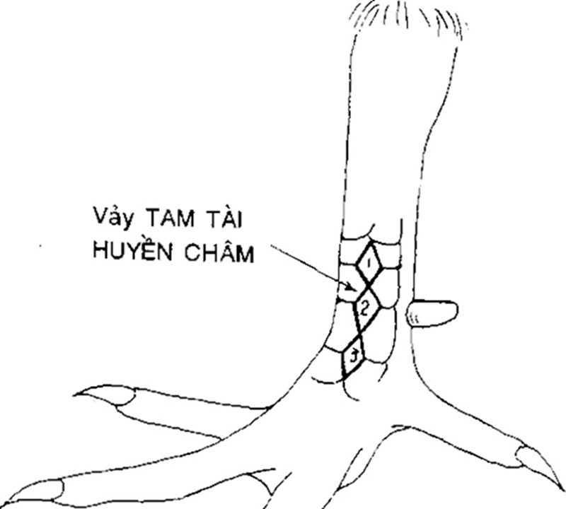 Vảy gà tam tài huyền trâm