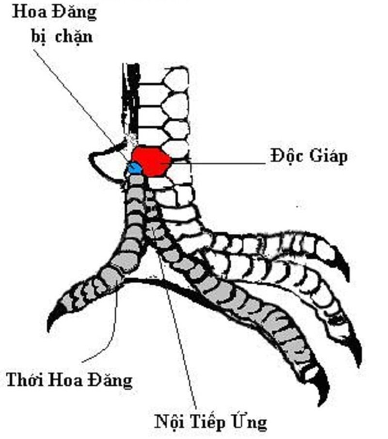 Vảy gà Độc Giáp – Liên Giáp – Đại Giáp