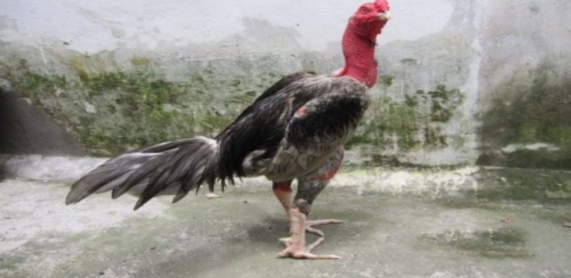 Những đặc điểm nổi bật của gà xám thần