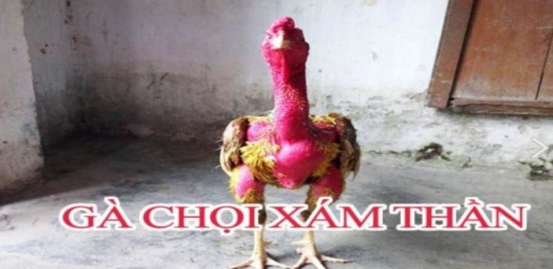 Gà chọi xám thần là loài thân thiện