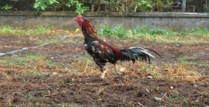 Hướng dẫn chăm sóc gà xám thần hiệu quả