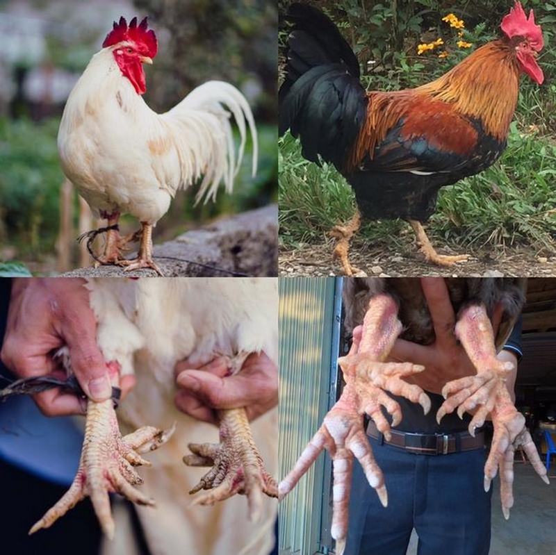 Phân bố tại Phú Thọ